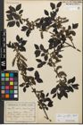 Foto von Salix myrsinifolia Salisb.